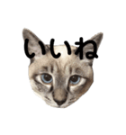 Perfect Cat MOMO（個別スタンプ：1）