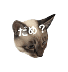Perfect Cat MOMO（個別スタンプ：2）