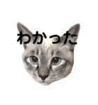 Perfect Cat MOMO（個別スタンプ：3）