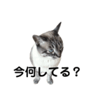 Perfect Cat MOMO（個別スタンプ：7）