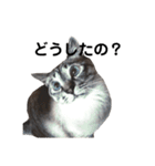 Perfect Cat MOMO（個別スタンプ：10）