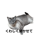 Perfect Cat MOMO（個別スタンプ：11）