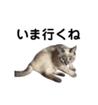 Perfect Cat MOMO（個別スタンプ：12）