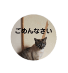 Perfect Cat MOMO（個別スタンプ：13）