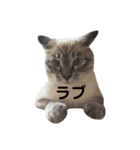 Perfect Cat MOMO（個別スタンプ：17）