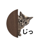 Perfect Cat MOMO（個別スタンプ：18）