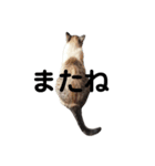 Perfect Cat MOMO（個別スタンプ：19）