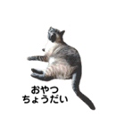 Perfect Cat MOMO（個別スタンプ：21）