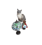 Perfect Cat MOMO（個別スタンプ：23）
