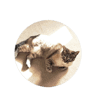 Perfect Cat MOMO（個別スタンプ：24）