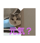 コジロウ（個別スタンプ：2）