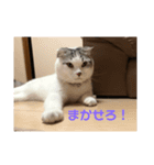 コジロウ（個別スタンプ：8）