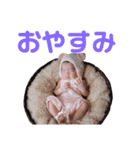 かわいいいいろは（個別スタンプ：8）