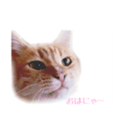 うちのねこ   りゅーさん（個別スタンプ：1）