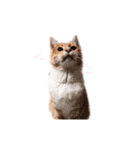 うちのねこ   りゅーさん（個別スタンプ：3）