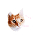 うちのねこ   りゅーさん（個別スタンプ：4）