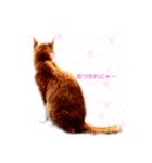 うちのねこ   りゅーさん（個別スタンプ：8）