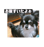 ティナくん（個別スタンプ：2）