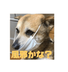ナッツスタンプ②（個別スタンプ：2）