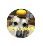 ナッツスタンプ②（個別スタンプ：4）