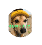 ナッツスタンプ②（個別スタンプ：5）