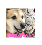 ナッツスタンプ②（個別スタンプ：9）