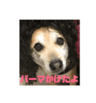 ナッツスタンプ②（個別スタンプ：10）