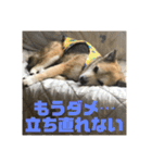 ナッツスタンプ②（個別スタンプ：13）