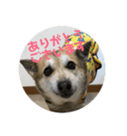 ナッツスタンプ②（個別スタンプ：17）