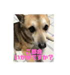 ナッツスタンプ②（個別スタンプ：20）