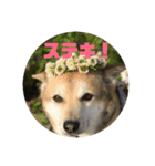 ナッツスタンプ②（個別スタンプ：23）
