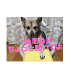 ナッツスタンプ②（個別スタンプ：24）