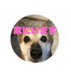 ナッツスタンプ②（個別スタンプ：30）