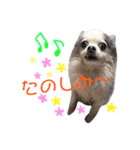 みゅうとんとりんたん（個別スタンプ：10）