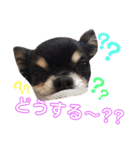 みゅうとんとりんたん（個別スタンプ：15）