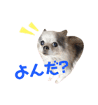みゅうとんとりんたん（個別スタンプ：16）