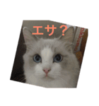 ゆきスタンプ！パートわん（個別スタンプ：4）