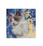 ゆきスタンプ！パートわん（個別スタンプ：9）