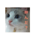 ゆきスタンプ！パートわん（個別スタンプ：10）