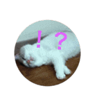 ゆきスタンプ！パートわん（個別スタンプ：14）