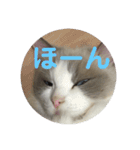 ゆきスタンプ！パートわん（個別スタンプ：20）