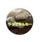 ゆきスタンプ！パートわん（個別スタンプ：22）
