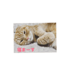 ルフナさん（個別スタンプ：1）