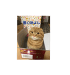 ルフナさん（個別スタンプ：5）