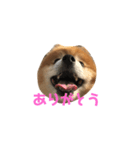 てり山てり男（個別スタンプ：8）