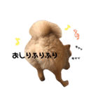 こちゃん②（個別スタンプ：14）