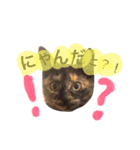 Moriya’s dog ＆cat3（個別スタンプ：2）