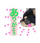 Moriya’s dog ＆cat3（個別スタンプ：3）