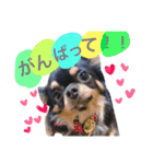Moriya’s dog ＆cat3（個別スタンプ：4）