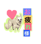 Moriya’s dog ＆cat3（個別スタンプ：5）